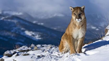 Cougar wallpaper