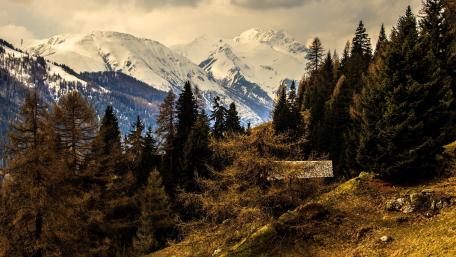 Hidden hut under the trees wallpaper