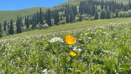 Blossoming Meadow Under a Clear Sky wallpaper