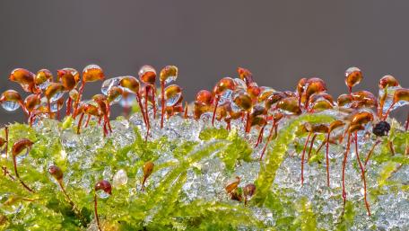 Frozen Beauty of Nature in Macro Form wallpaper