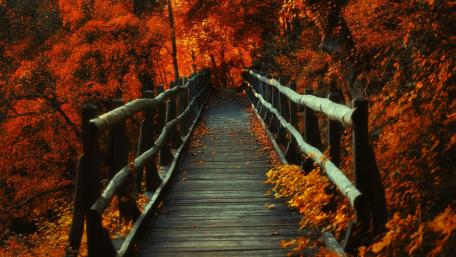 Autumn's Fiery Pathway wallpaper