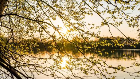 Tranquil Spring Reflections by the Lake wallpaper