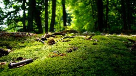 Lush Green Forest Floor wallpaper