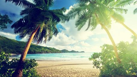 Tropical Paradise in Warm Summer Light wallpaper