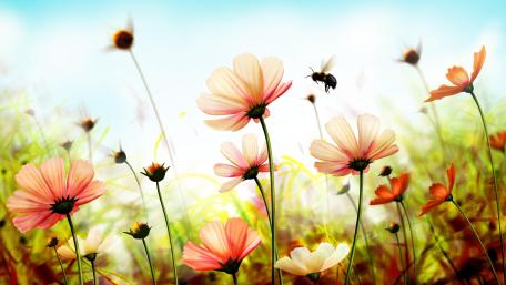 Blooming Symphony in the Wild Field wallpaper