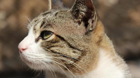 Golden-Hued Cat in Sunlight wallpaper