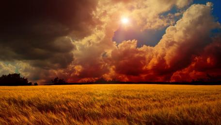 Amber Waves Under Fiery Skies wallpaper