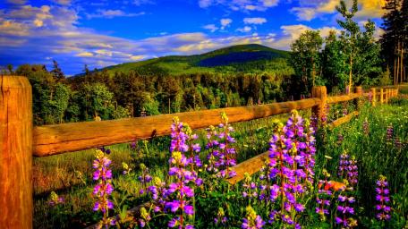 Spring Blossoms Over a Rustic Fence wallpaper