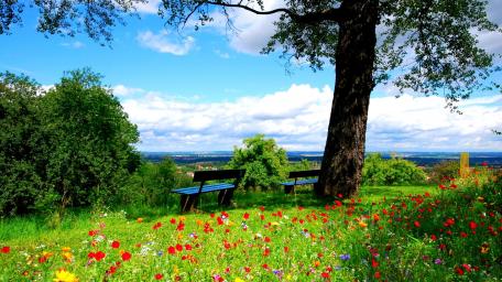 Spring Serenity on a Hillside Bench wallpaper