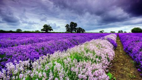 Vibrant Spring Blossom Field with Cloudy Sky wallpaper
