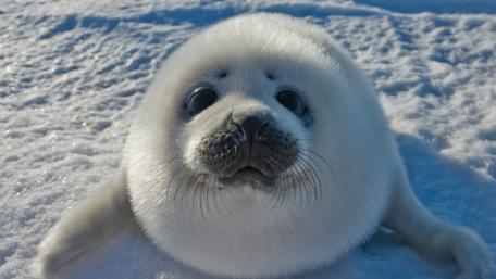 Adorable Baby Seal on Snowy Ground wallpaper