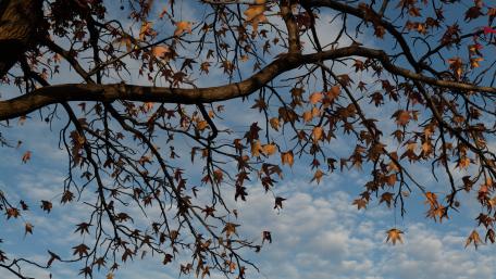 Autumn Serenity Under the Canopy wallpaper