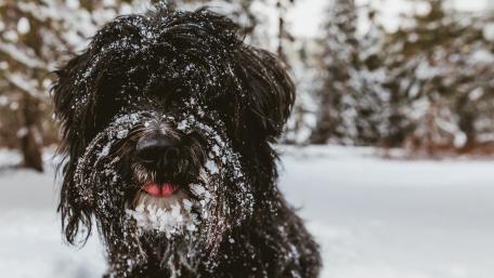 Snowy Tibetan Terrier wallpaper