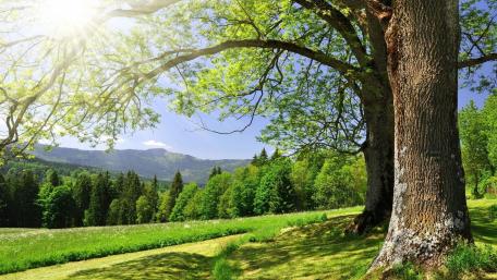 Spring Radiance in Green Landscape wallpaper