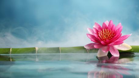 Lotus Elegance in Serene Waters wallpaper