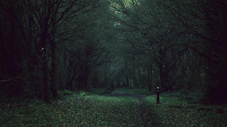 Enigmatic Trail Through the Dark Forest wallpaper