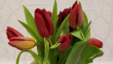 Vibrant Tulips in Blooming Elegance wallpaper