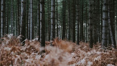 Serene Evergreen Forest with Ferns Underfoot wallpaper