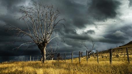 Lonely Tree Beneath Stormy Skies wallpaper