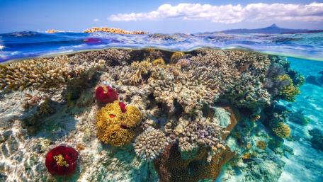 Vibrant Coral Reef Underwater Scene wallpaper