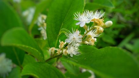Delicate White Flowers with Lush Green Leaves wallpaper