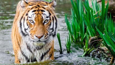 Tiger in the Water wallpaper