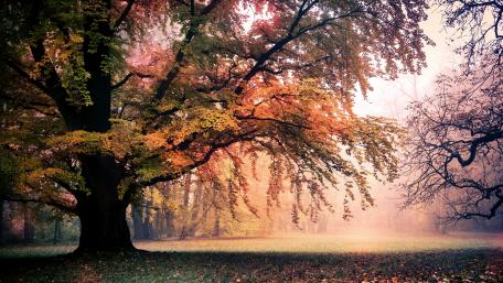 Colorful autumn trees wallpaper