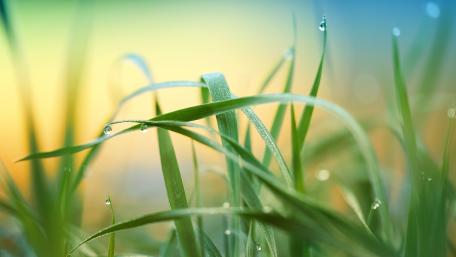 Morning Dew on Green Grass wallpaper