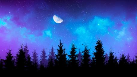 The dark night in the woods wallpaper