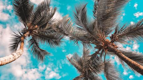 Palm Trees Reaching for the Sky wallpaper