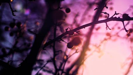 Ethereal Twilight Branches wallpaper