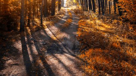 Golden Autumn Forest Path wallpaper