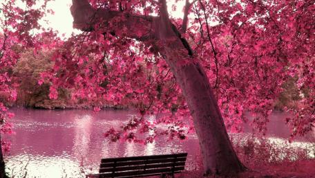 Dreamy Pink Lakeside Retreat wallpaper