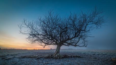 Frozen tree wallpaper