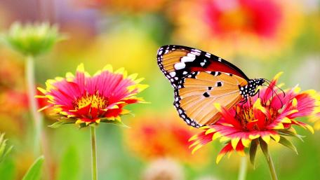 Charming Butterfly on Vibrant Blooms wallpaper