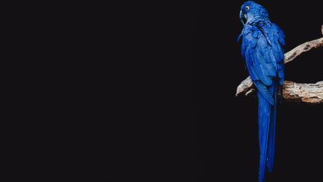Blue parrot wallpaper