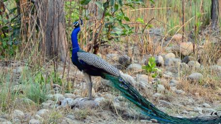 Peacock wallpaper