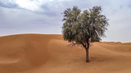Ghaf Tree in the Meleiha Protected Area wallpaper