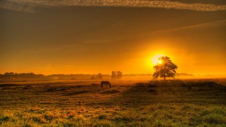 Golden Sunset Over Grazing Horse in Meadow wallpaper