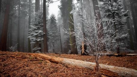 Silent Winter Forest Scene with Hoarfrost Glimmering wallpaper