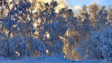 Winter Wonderland Awaits You wallpaper