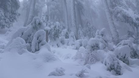 Winter Wonderland in a Snowy Forest Scene wallpaper