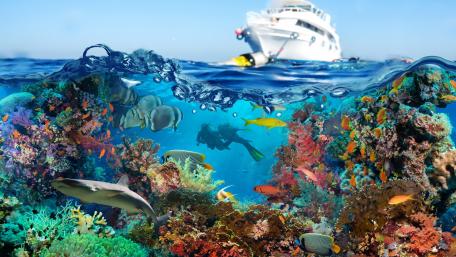 Underwater Adventure in a Vibrant Coral Reef wallpaper