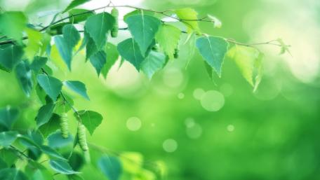 Lush Green Serenity in Nature wallpaper