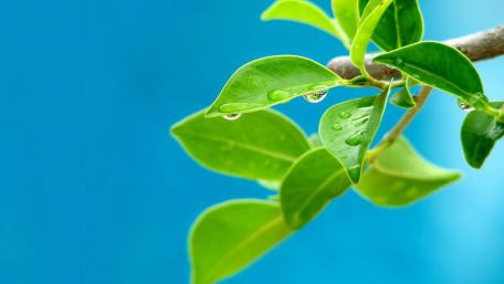 Fresh Spring Leaves adorned with Raindrops wallpaper