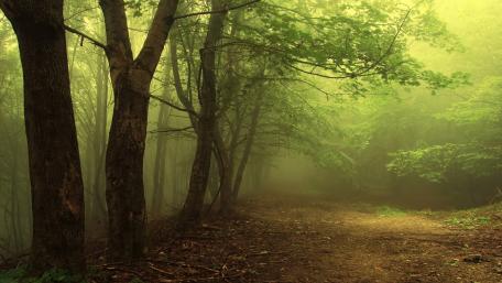 Misty Forest Pathway wallpaper