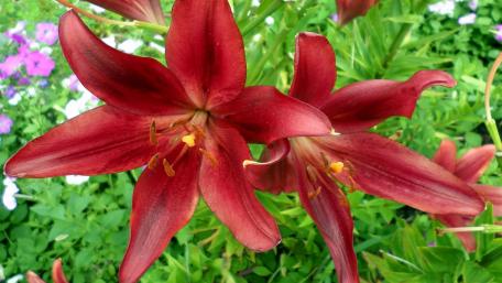 Vibrant Red Lilies in Bloom wallpaper