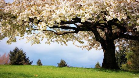 Spring Blossom Under a Bright Sky wallpaper