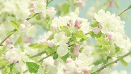 Spring Blossoms in Full Bloom wallpaper