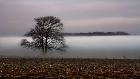 Mysterious Lone Tree in Foggy Landscape wallpaper
